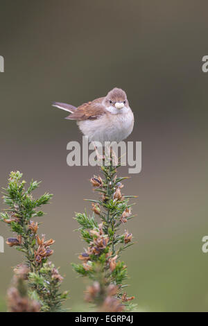 Gemeinsamen Whitethroat Sylvia Communis weiblich Young am Halse Combe, Exmoor im Juni Essen bringen. Stockfoto