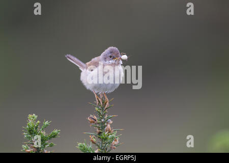 Gemeinsamen Whitethroat Sylvia Communis männlich jung am Halse Combe, Exmoor im Juni Essen bringen. Stockfoto