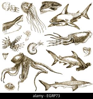 Eine handgezeichnete Abbildung - marine Life Kollektion Stock Vektor