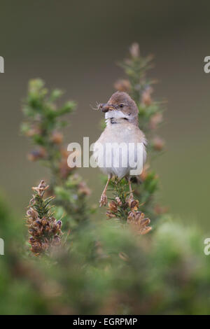 Gemeinsamen Whitethroat Sylvia Communis männlich jung am Halse Combe, Exmoor im Juni Essen bringen. Stockfoto