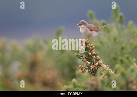 Gemeinsamen Whitethroat Sylvia Communis weiblich Young am Halse Combe, Exmoor im Juni Essen bringen. Stockfoto