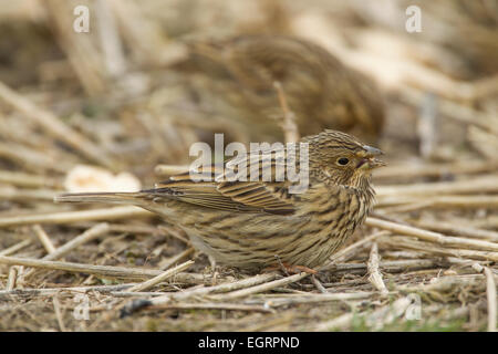 Ammer Emberiza Calandra, Nahrungssuche unter überwinternden Weizen Maispflanzen in Berwick Bassett, Wiltshire, Großbritannien im Februar. Stockfoto