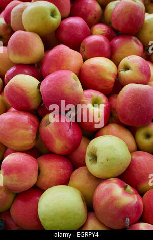 Pink Lady Äpfel auf einem New York City Bauernmarkt Stockfoto