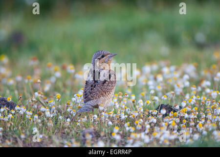 Eurasische Wendehals-Jynx Torquilla, Erwachsene auf Migration, Kalloni Salinen, Lesbos im April. Stockfoto