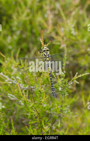 Golden beringt Libelle Cordulegaster Boltonii, Männchen, Schlafplatz unter Heidekraut, Arne, Dorset, Großbritannien im Mai. Stockfoto