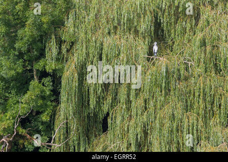 Graureiher Ardea Cinerea, Erwachsene, thront in Trauerweide, Backwell Lake, Somerset, Großbritannien im August. Stockfoto