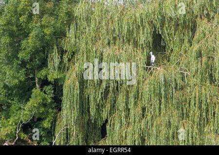 Graureiher Ardea Cinerea, Erwachsene, thront in Trauerweide, Backwell Lake, Somerset, Großbritannien im August. Stockfoto