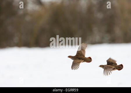 Grey Partridge-Perdix Perdix, paar im Flug über verschneite Ackerland, Snettisham, Norfolk, Großbritannien im Dezember. Stockfoto