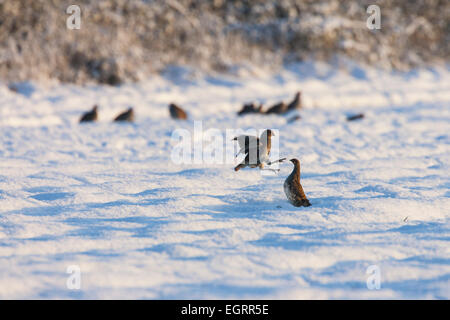 Grey Partridge-Perdix Perdix, männliche paar Kämpfe im Schnee, Snettisham, Norfolk, Großbritannien im Dezember. Stockfoto
