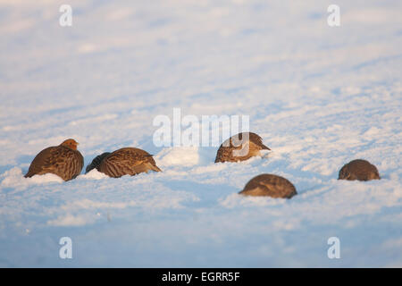 Graues Rebhuhn Perdix Perdix, Herde, Graben nach Nahrung in Schnee, Snettisham, Norfolk, Großbritannien im Dezember. Stockfoto