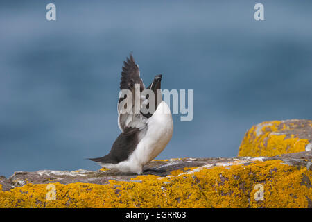 Tordalk Alca Torda, Erwachsene, auf Klippen und Flügel dehnen, Handa Island, Schottland, UK im Mai. Stockfoto