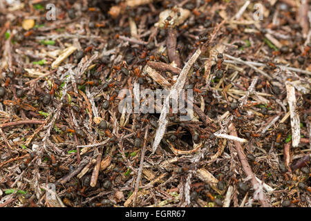 Rote Waldameise Formica Rufa, nisten Soldaten bewachen Kolonie, Arne, Dorset, Großbritannien im Mai. Stockfoto
