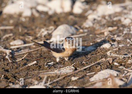 Rot-Psephotus schlucken Sie Cecropis Daurica, sammeln Nistmaterial, Vatera East River, Lesbos, Griechenland im April. Stockfoto