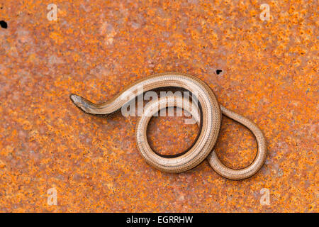 Blindschleiche geschiedenen Fragilis (kontrollierten Bedingungen), erwachsenes Weibchen zusammengerollt auf rostigen Kriegszeit Metall, Arne, Dorset im Mai. Stockfoto