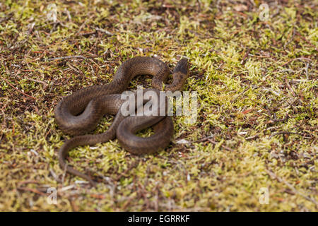 Schlingnatter Coronella Austriaca (unter Lizenz), erwachsenes Weibchen aufgewickelt unter Heidekraut, Arne, Dorset im Mai. Stockfoto