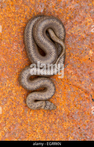 Glatte Schlange Coronella Austriaca (unter Lizenz), Männchen, aufgerollter auf rostigen Blech, Arne, Dorset im Mai. Stockfoto