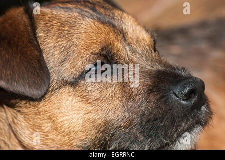 Border Terrier Hund Nahaufnahme von Gesichtsausdruck Stockfoto