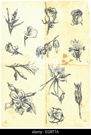 Hand gezeichnet, eine große Sammlung von verschiedenen Blumen. Lilien, Rosen, Narzissen, etc.. Detaillierte und präzise Arbeit. (Für ähnliches Bild Stock Vektor