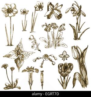 eine handgezeichnete Abbildung (Marker-Technik, konvertiert): Kräuter Stock Vektor