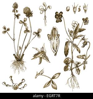 eine handgezeichnete Abbildung (Marker-Technik, konvertiert): Kräuter Stock Vektor