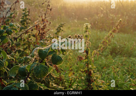 Herbst Garten Morgen mit Spinnennetz. Stockfoto