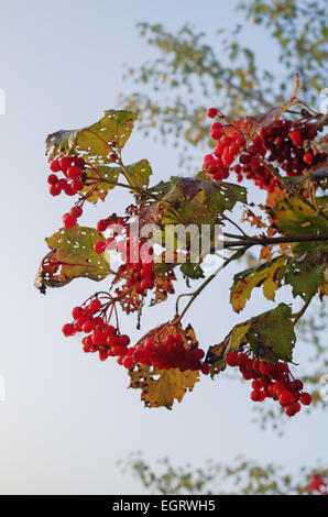 Herbst Guelder-Rose (Viburnum Opulus) Beeren. Stockfoto