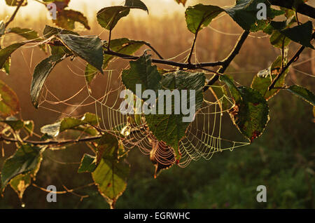 Herbst Garten Morgen mit Spinnennetz. Stockfoto