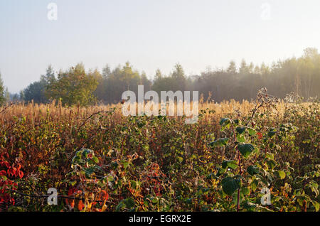 Herbst trockene Wiese morgens. Stockfoto