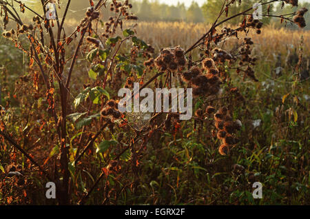 Herbst Garten Morgen mit Spinnennetz. Stockfoto