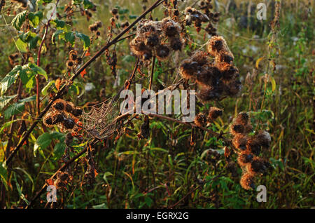 Herbst Garten Morgen mit Spinnennetz. Stockfoto