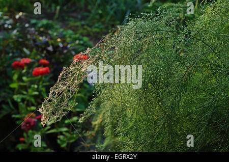 Herbst Garten Morgen mit Spinnennetz. Stockfoto