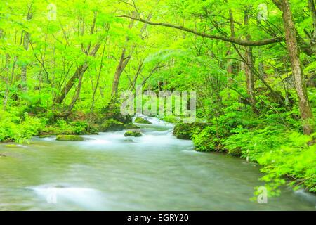 Sommer Oirase Stream, Aomori, Japan Stockfoto