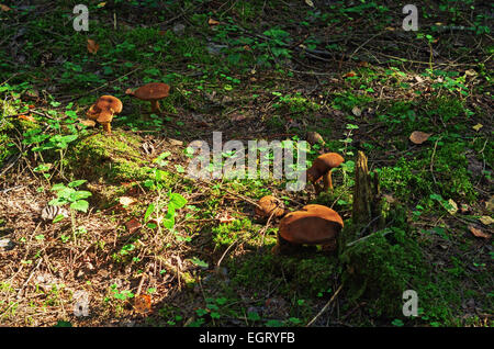 Pilze im Herbst Holz. Stockfoto
