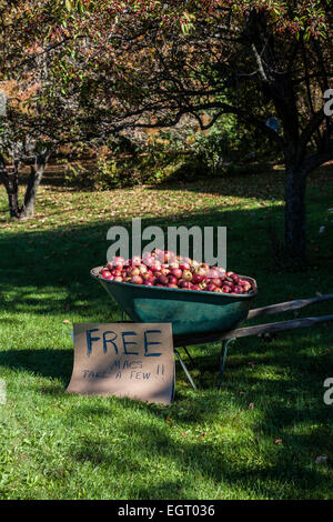 Ein Bauernhof unterzeichnen und vintage Schubkarre mit Äpfeln unter einem Apfelbaum in ländlichen Vermont, New England Herbst Straße Seite stand, FS 11,77 Stockfoto
