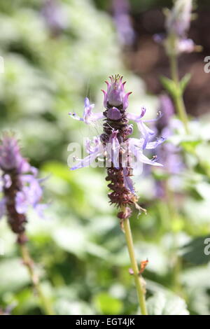 Definitionen Plectranthus Caninus, Colues Canina Blume Stockfoto