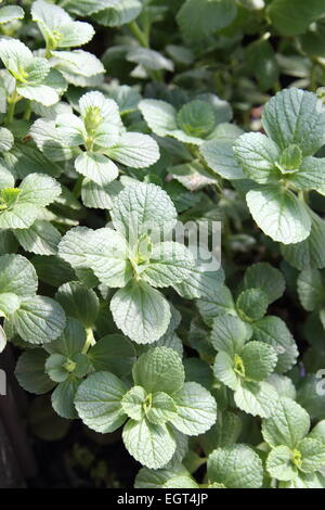 Definitionen Plectranthus Caninus, Colues canina Stockfoto