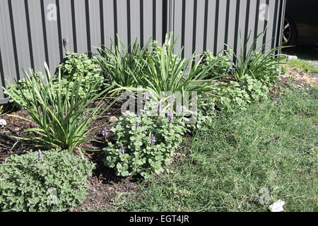 Lomandra Gras- und Definitionen Plectranthus Caninus, Colues Canina wächst in der Nähe von Metall-Zaun Stockfoto