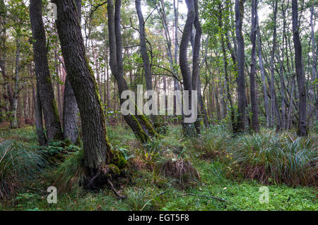 Erle, Halbinsel Darß, Western Region Nationalpark Vorpommersche, Mecklenburg-Western Pomerania, Deutschland Stockfoto