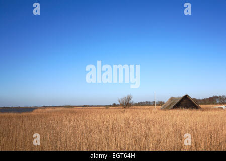 Ein Blick über Röhricht, Horsey lediglich auf den Norfolk Broads bei Horsey, Norfolk, England, Vereinigtes Königreich. Stockfoto