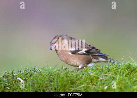 Weibliche Buchfink Stockfoto