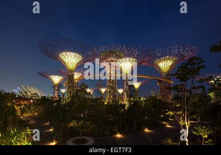In der Nacht beleuchtet Supertrees in Gärten an der Bucht in Singapur. Stockfoto
