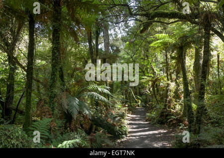 Der Regenwald auf dem McLean Falls Walk im Catlins Conservation Park, Southland, South Island, Neuseeland. Stockfoto