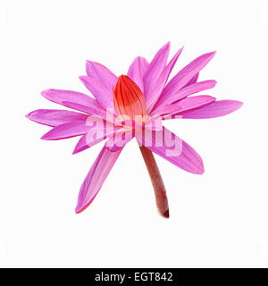Lotusblüte isoliert auf weiss Stockfoto