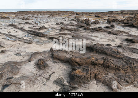 Versteinerte Jurassic-alter Bäume in Curio Bay an der Catlins Küste, Southland, Südinsel, Neuseeland. Stockfoto