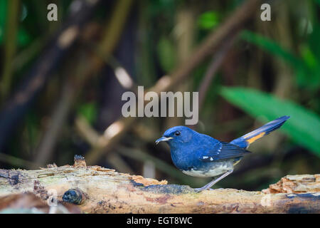 White-bellied Gartenrotschwänze (Hodgsonius Phaenicuroides) männlichen thront auf Baumstamm. DOI Pha Hom Pok Nationalpark. Thailand. Stockfoto