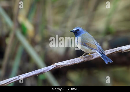 Rufous-gorgeted-Fliegenschnäpper (Ficedula Strophiata) thront auf Zweig. DOI lang Doi Pha Hom Pok Nationalpark. Thailand. Stockfoto