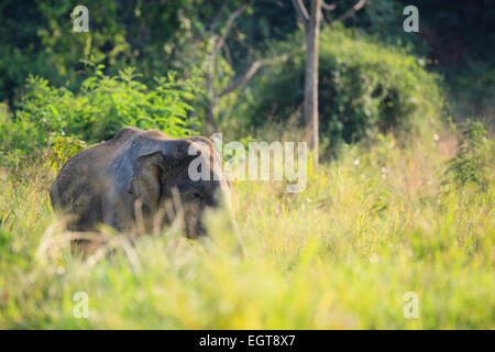 Asiatischer Elefant (Elephas Maximus) auf Grünland. Kui Buri Nationalpark. Thailand. Stockfoto