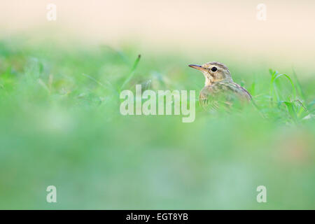 Paddyfield Pieper (Anthus Rufulus) auf Nahrungssuche auf dem Rasen. Kui Buri Nationalpark. Thailand. Stockfoto