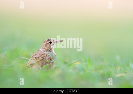 Paddyfield Pieper (Anthus Rufulus) auf Nahrungssuche auf dem Rasen. Kui Buri Nationalpark. Thailand. Stockfoto