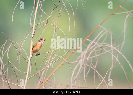 Sibirische Schwarzkehlchen (Saxicola Maurus) weibliche thront auf Zweig. Provinz Ratchaburi. Thailand. Stockfoto